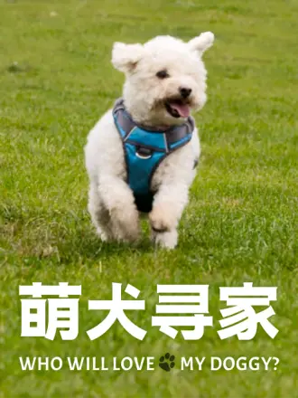 萌犬寻家